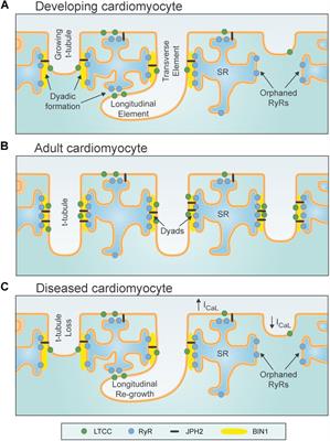 Dyadic Plasticity in Cardiomyocytes